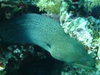 giant moray.jpg